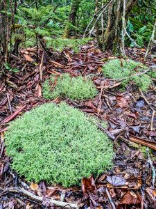 Pillows of Lichen on Mount Hardy