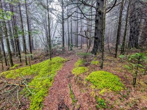 Trail to Mount Hardy Summit