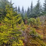 Young Spruces on Mount Hardy