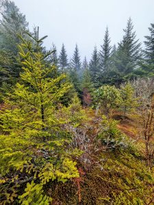 Young Spruces on Mount Hardy