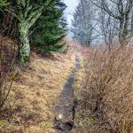 Narrow Section of the Mountains to Sea Trail