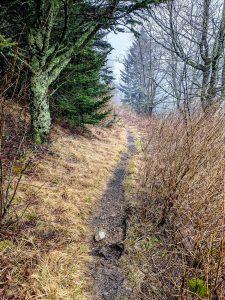 Narrow Section of the Mountains to Sea Trail
