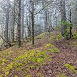 Spruce-Fir Forest on Mount Hardy