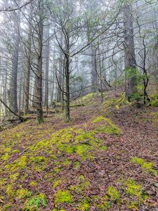 Spruce-Fir Forest on Mount Hardy