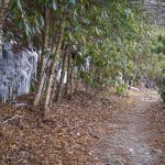 Icecicles on the Flat Laurel Creek Trail