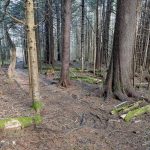 Spruce-Dominated Forest on the Mountains to Sea Trail