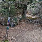Start of the Sam Knob Trail