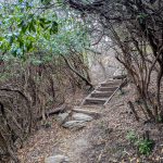 Steps in Rhododendron on the Sam Knob Trail