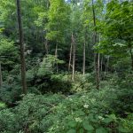 Hickey Fork Trail Below the Falls