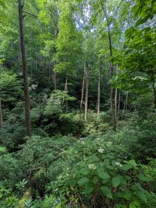 Hickey Fork Trail Below the Falls