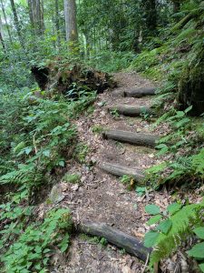 Log Steps on the Hickey Fork Trail