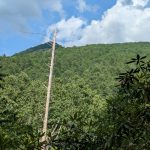 Dead Hemlock over Hickey Fork Valley