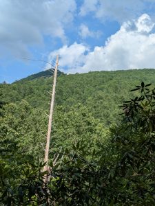 Dead Hemlock over Hickey Fork Valley