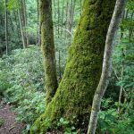 Moss-Covered Tree Trunk on the Hickey Fork Trail