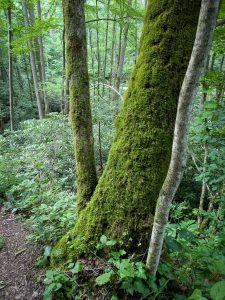Moss-Covered Tree Trunk on the Hickey Fork Trail