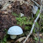 Mushroom Along the Hickey Fork Trail