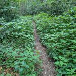 Stinging Nettle on the Hickey Fork Trail