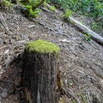 Moss-Covered Stump on the Hickey Fork Trail